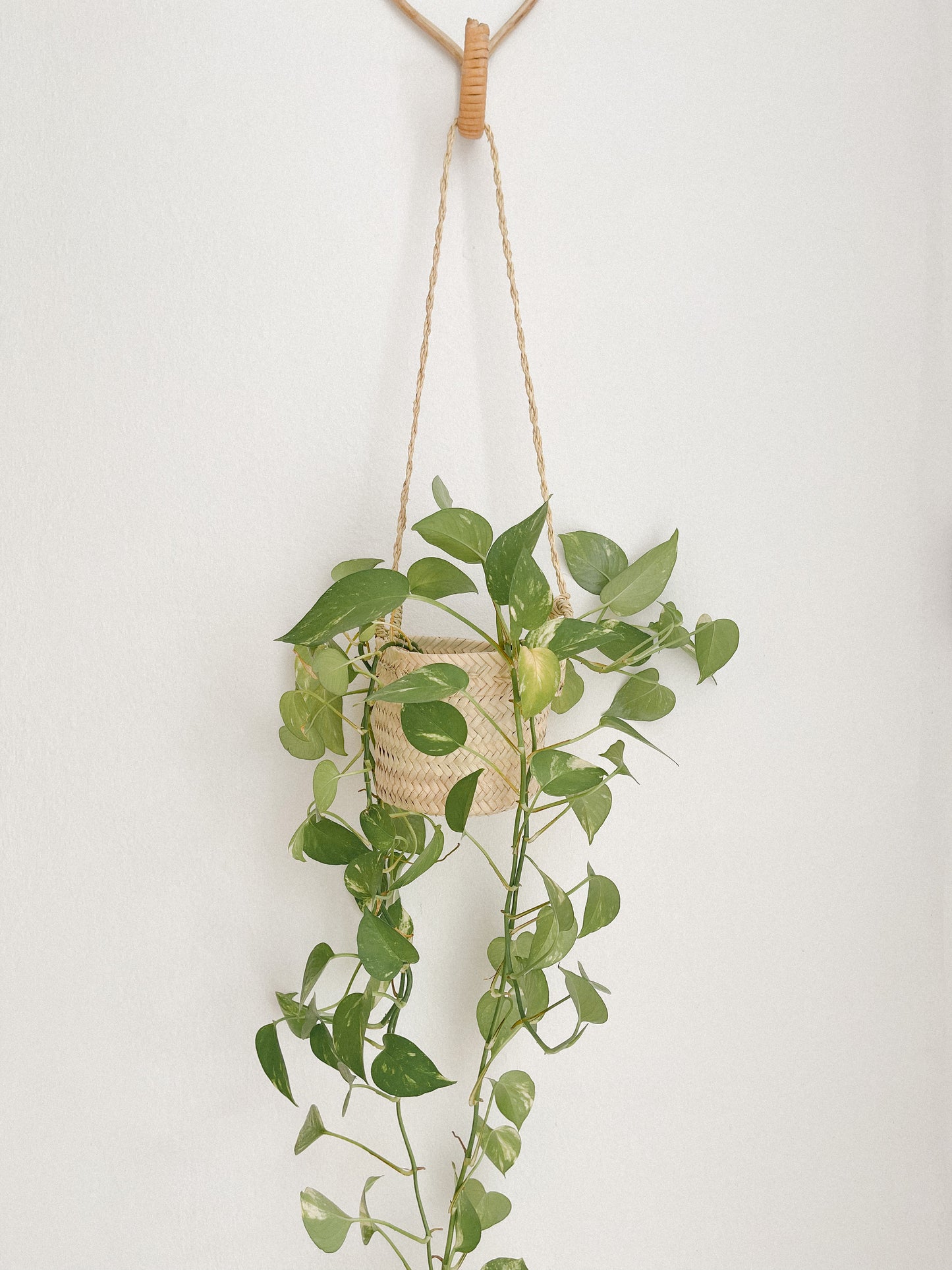 Plant Hanger